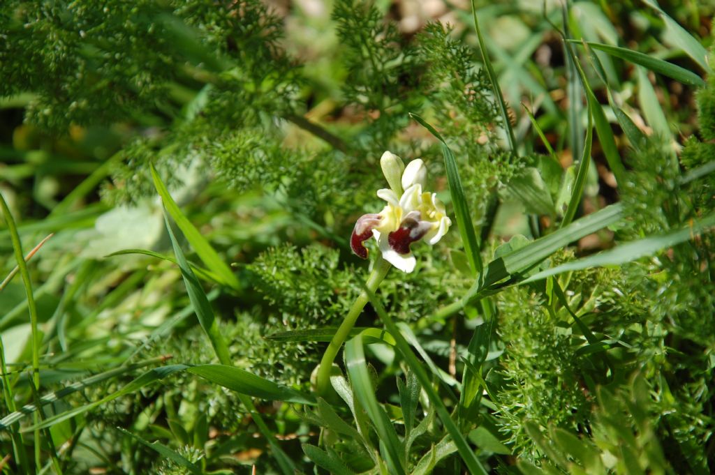 Ophrys pallida